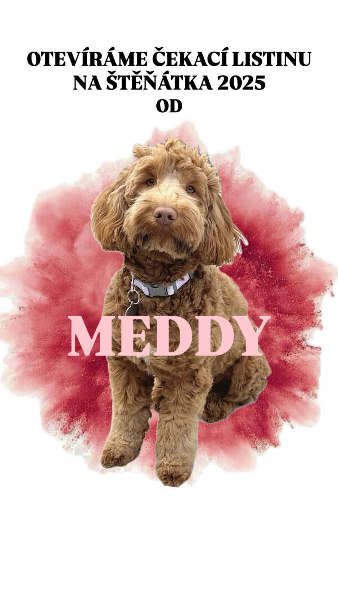 Meddy